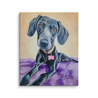Image 3 of Feminine Weimaraner
