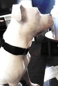 Image 1 of Plain Black 