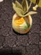 Image of Pineapple pincushion