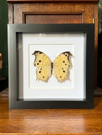 Image 2 of mother of pearl 