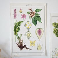 Image 3 of Planches De Botanique Colorées.
