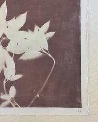 Image 4 of Japanese Laurel in Plum