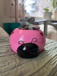 Image 1 of Ghost Plant in Pink Ladybug 