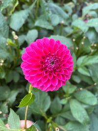Image 2 of Nostalgia Dahlia Tuber