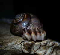 Image 11 of Dental Snull sculpture- dark walnut color, OOAK