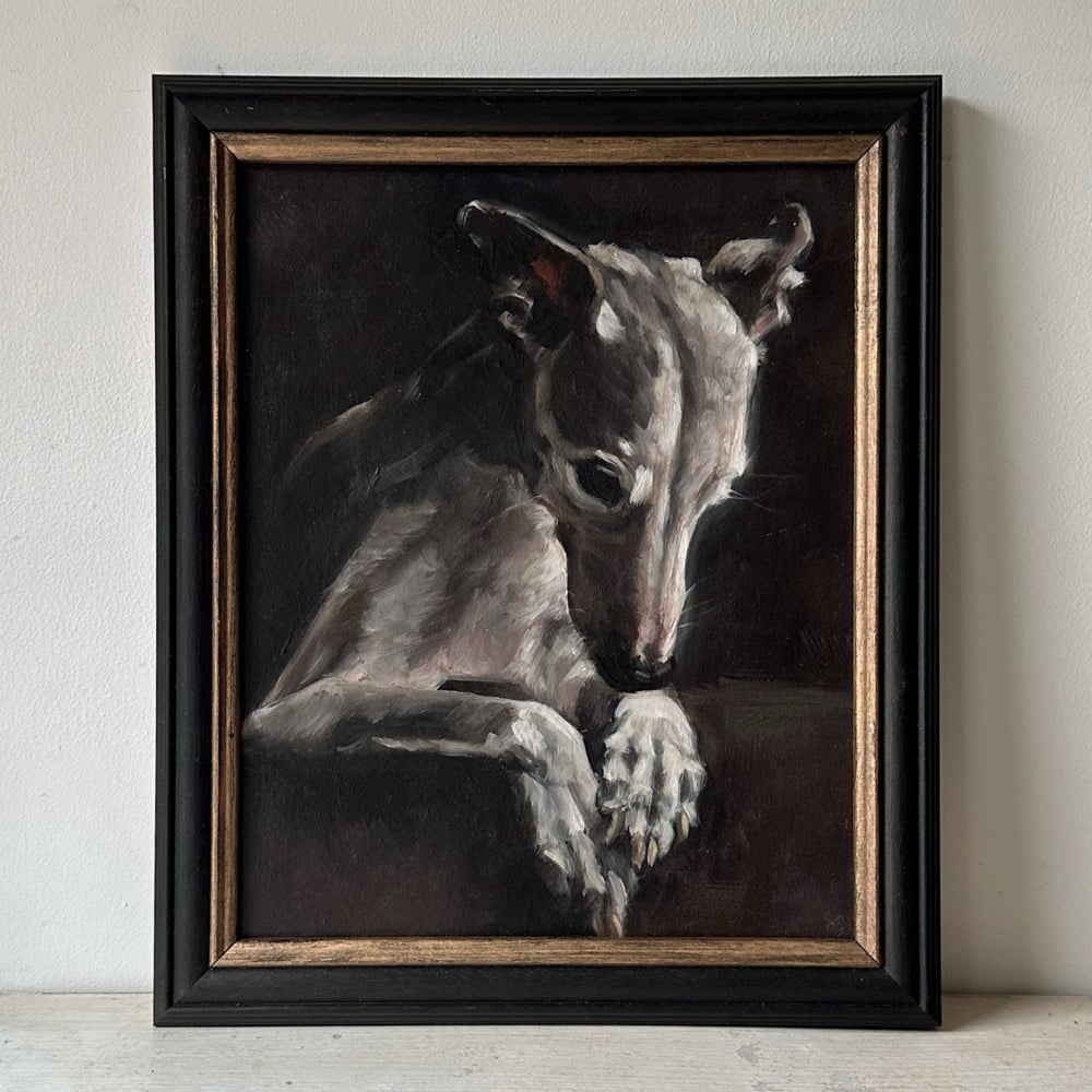 Image of white whippet 