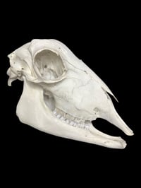 Image 1 of sheep skull 2