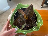 Image 1 of Jewel Orchid in Lettuce Bowl