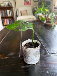 Image 2 of Baby Monstera in Mini Porcelain Cup