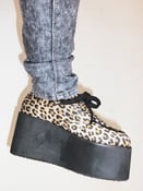 Image of Leopard Creepers