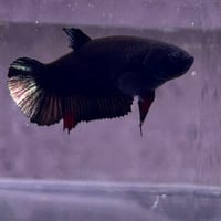 Image of Solid Black Copper Male Halfmoon Betta (Plakat)