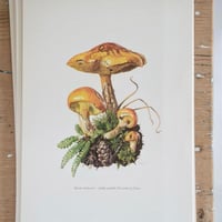 Image 4 of Planches De Champignons 