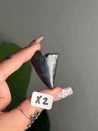 Image 24 of SMALL MEGALODON TEETH -SOUTH CAROLINA- CHOOSE YOUR OWN LOT 2 
