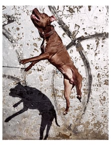 Image of PIT BULL BALLET no.1 - By Josh Cole