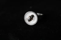 Image 1 of Dead Good dead Fly ring