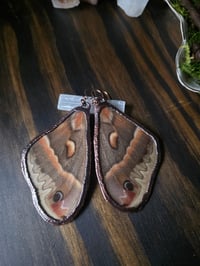 Image 1 of Cecropia Moth Wing Earrings