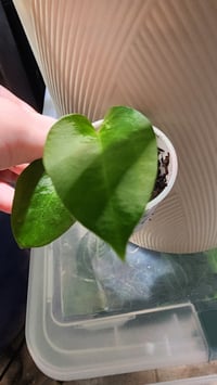 Image 2 of Skg grey x self x bench 