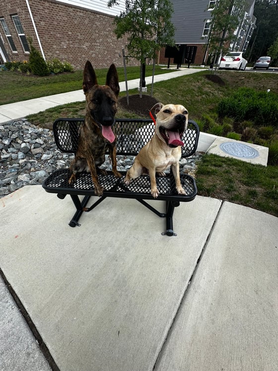Image of Crate training 