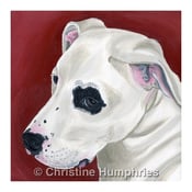 Image of Pit Bull print