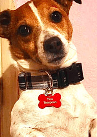 Image 2 of Engraved Pet Tag