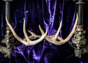 Natural Deer Antler - Crown