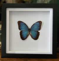 Morpho peleides