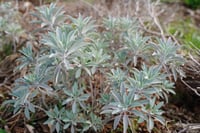 Image 4 of White Sage