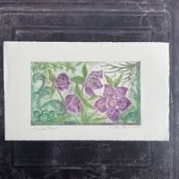 Image 1 of Hellebore Flowers 