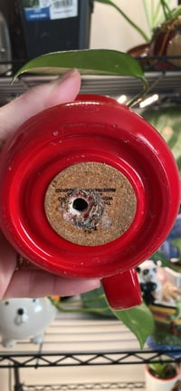 Image 2 of Hoya Pubicalyx “Wax Plant” in Bright Red Holder