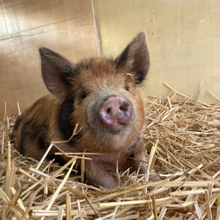 Idaho Pasture Piglets | The Sanchez Homestead