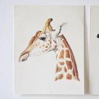 Image 2 of Planches De Bestiaire Du Muséum D'histoire Naturelle -