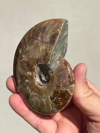 Image 7 of Purple Iridescent Ammonite Shell Fossil | Madagascar #3063