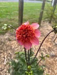 Image 3 of Totally Tangerine - Anemone Type
