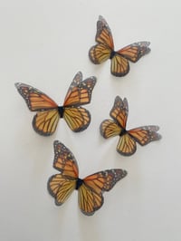 Image 1 of Monarch Beauty (Set of 4)
