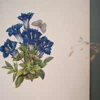 Image 12 of Planches  Anciennes les fleurs de Redouté 