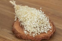 Image 1 of Preserved Babies Breath - OFF White/Beige