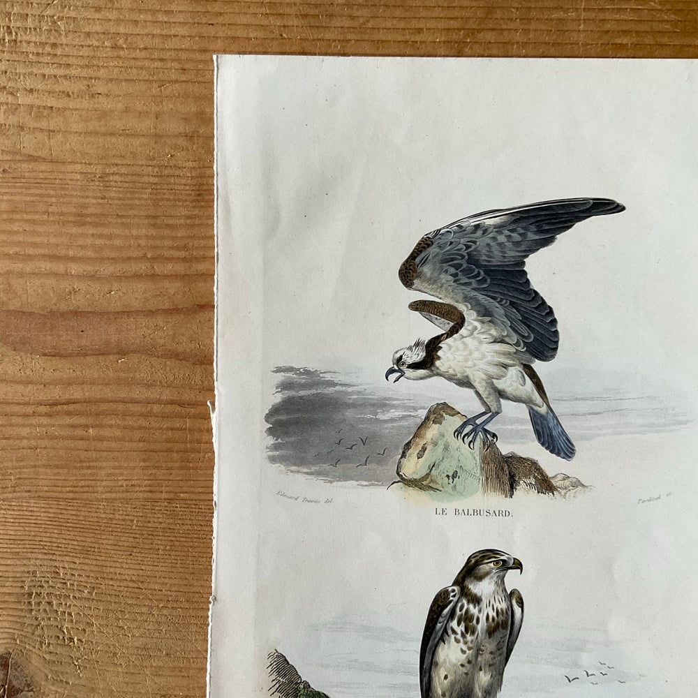 Image of Birds Of Prey