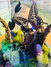Image 1 of Multi Bug Terrarium 