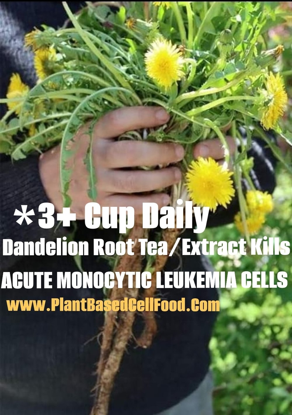 DANDETOX! Traditional/Jamaican Dandelion/Chicory-Roots-Seeds-Drip Grind. Sugar Cravings