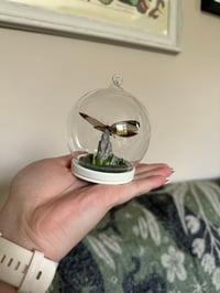 Image 3 of Great Southern White mini dome 