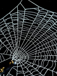 Image 5 of Victorian 1800s Face Screen guard - preserved webs