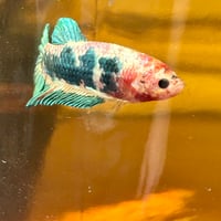 Image of Tiger Koi Blue Red Gold Galaxy HMPK Male