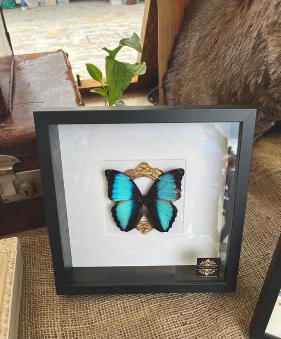 Image of Large Blue Deidamia Morpho Butterfly Ornate Frame 