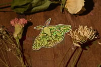 Image 2 of luna moth sticker