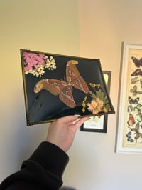 Image 5 of Atlas Moth