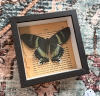 Image 4 of Dayflying Moth 
