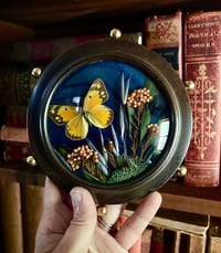 Image 2 of Mini Vintage Orange Sulfur Butterfly Botanical Frame
