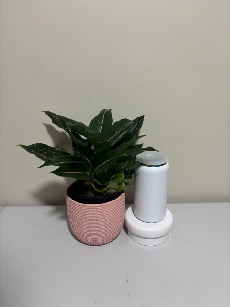 Powder Coated Libby Can - Rainbow Plated