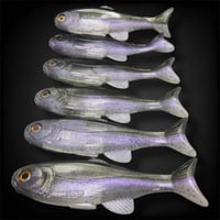 Image 4 of Roma Trout Custom:  Cali Trout