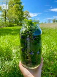 Image 1 of Violet Leaf & Flower Tincture